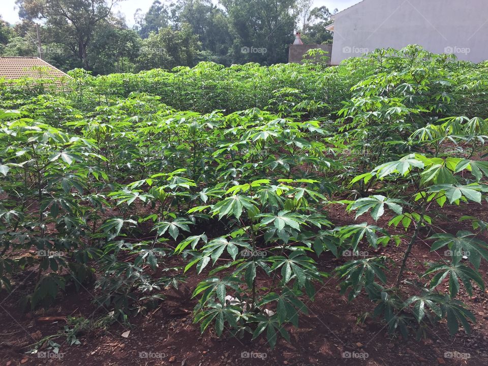 Plantação de mandioca ao dado da minha casa 