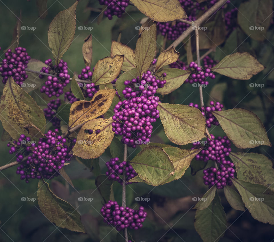 Purple berries of the American Beautyberry, stand out against its green/yellow leaves