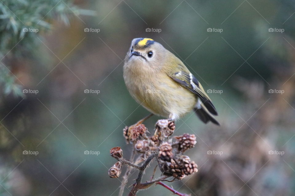 Goldcrest 