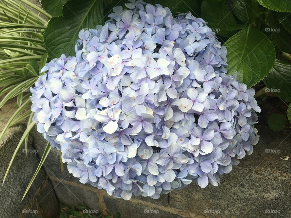 Hortênsias do nosso jardim!
Azuis e bem bonitas. 