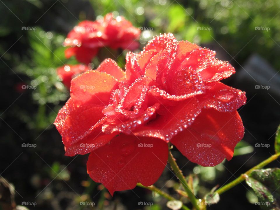 after the rain the plants are especially beautiful, the water drops play in the light