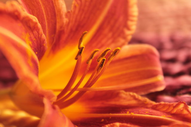 Flowers, summer, bright background, orange background, flower in detail, lily, orange, red flower, stamens, stems, vessels, vagina, sex, hot photo, juicy,