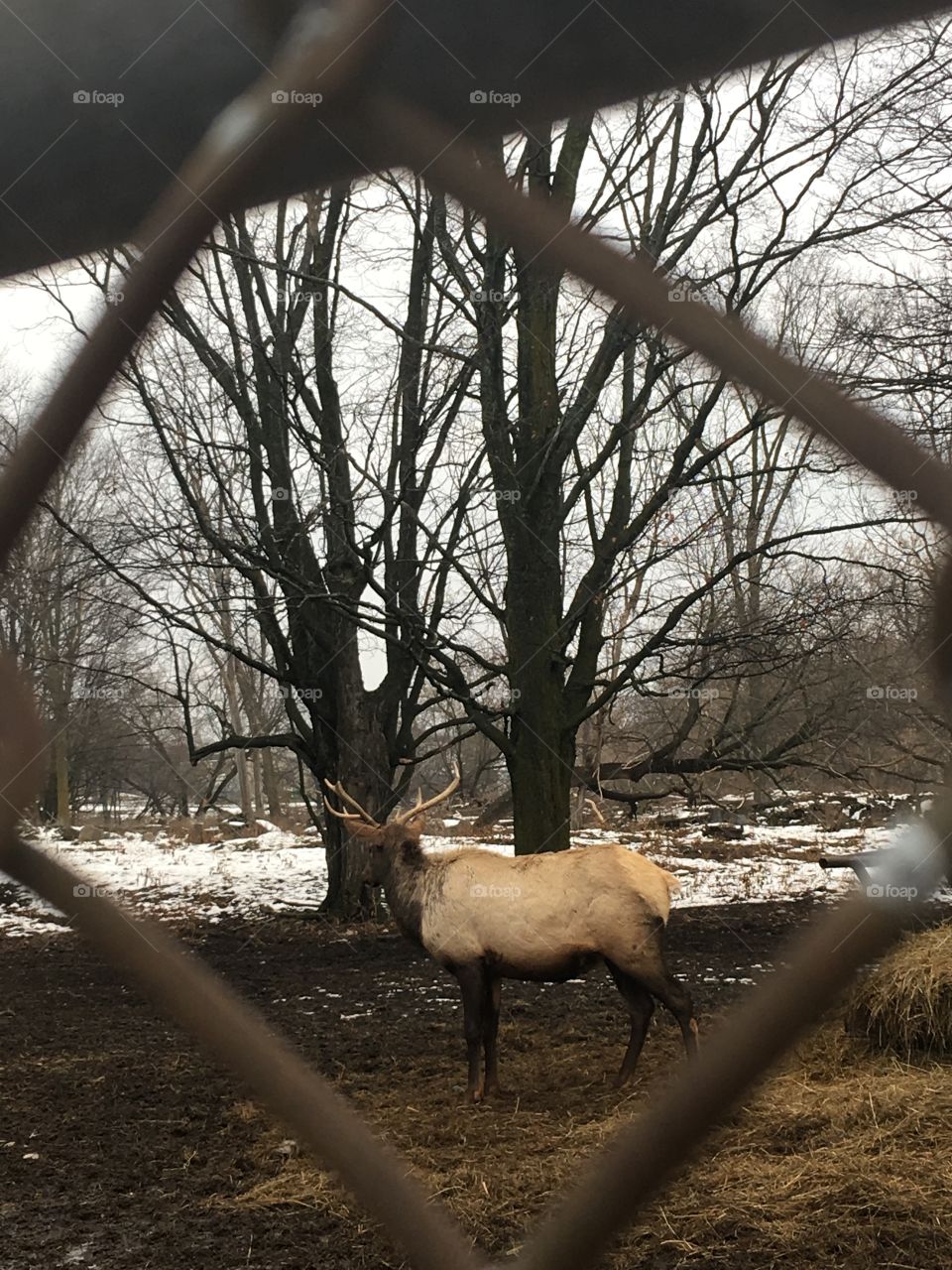 Elk
Viewing