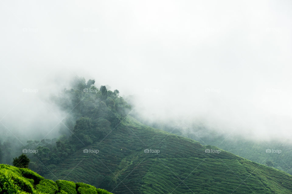 Foggy morning in Cameron Highlands - Malaysia 