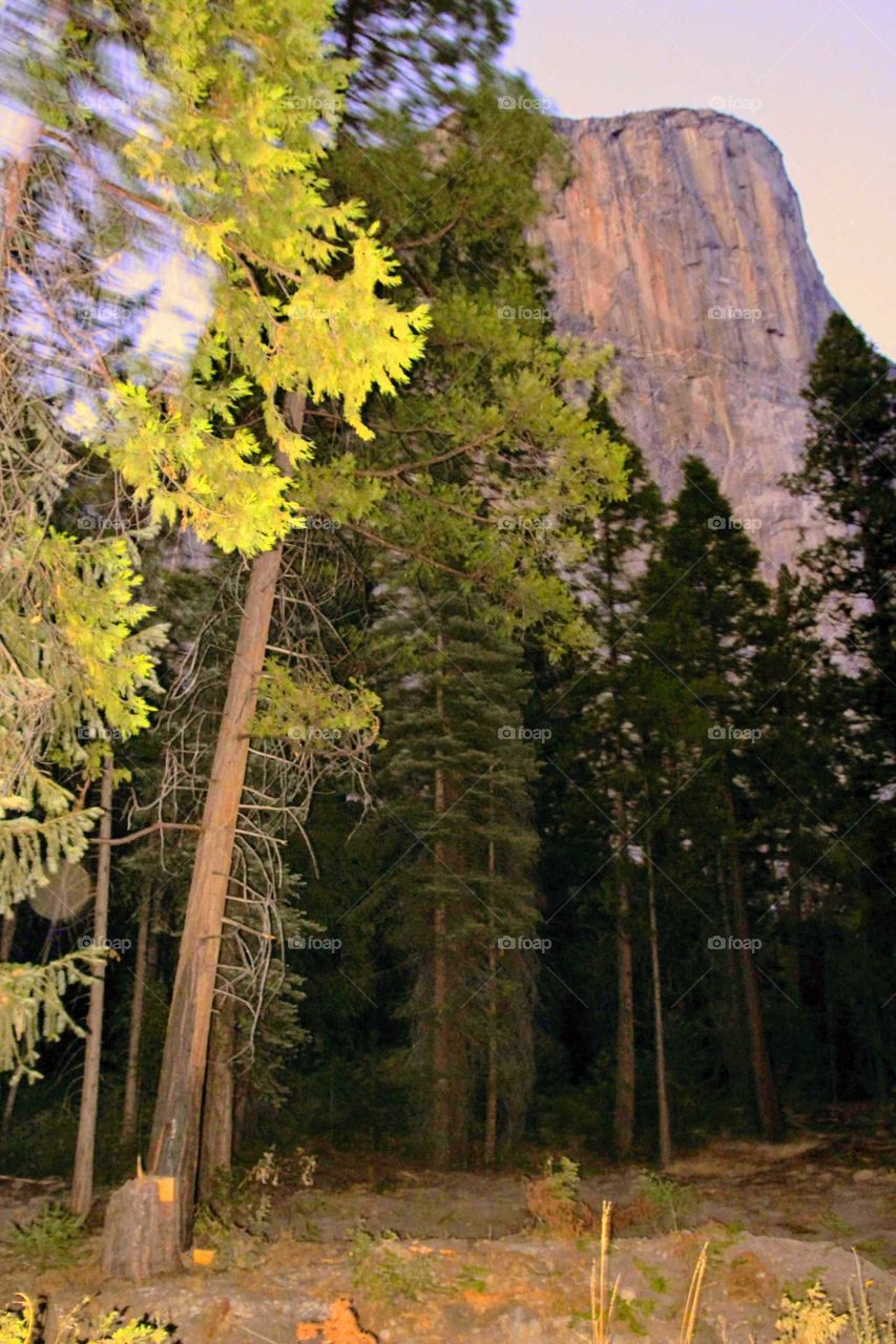 There are many secrets deep deep in the woods...