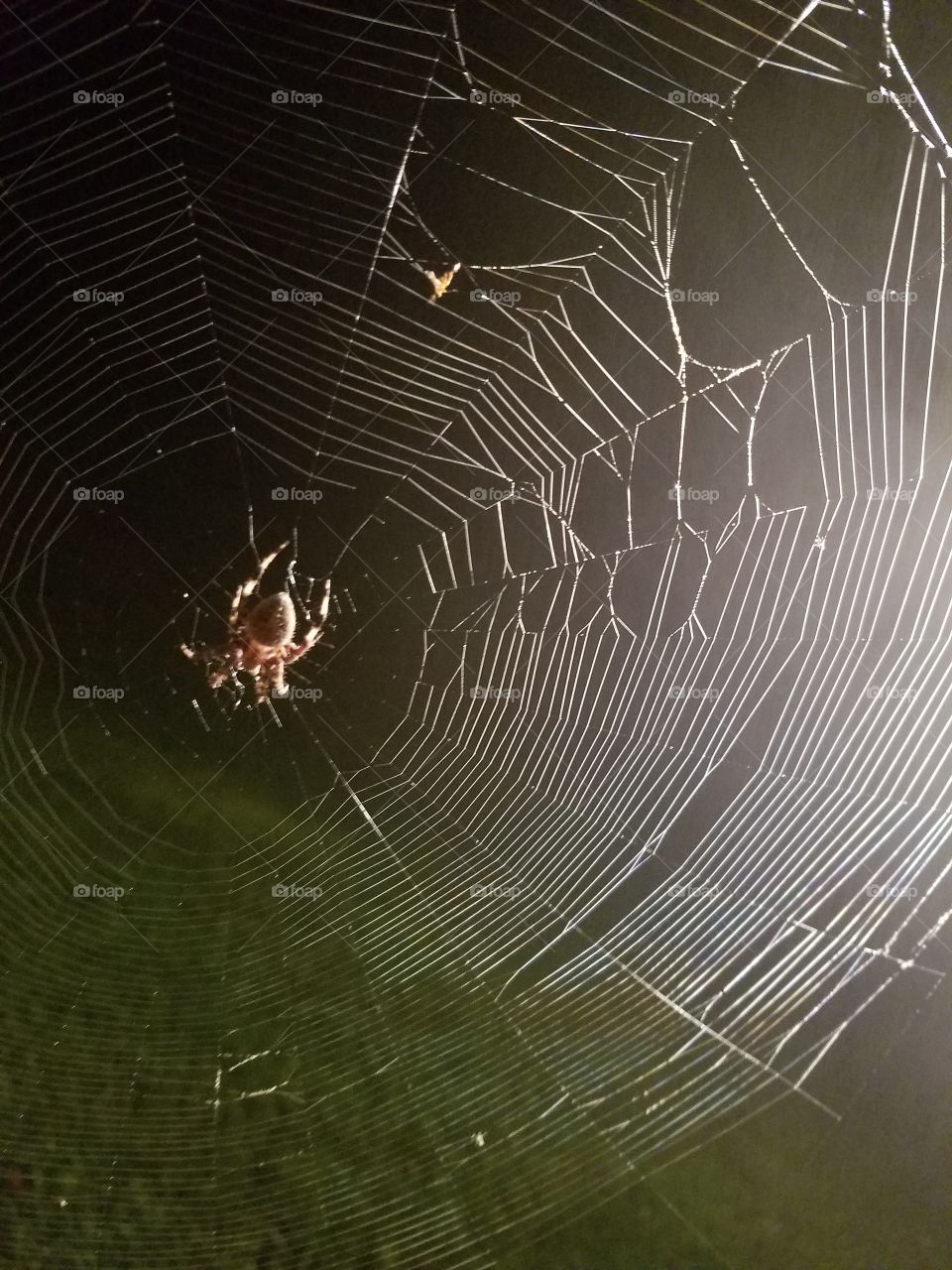 Charlotte web