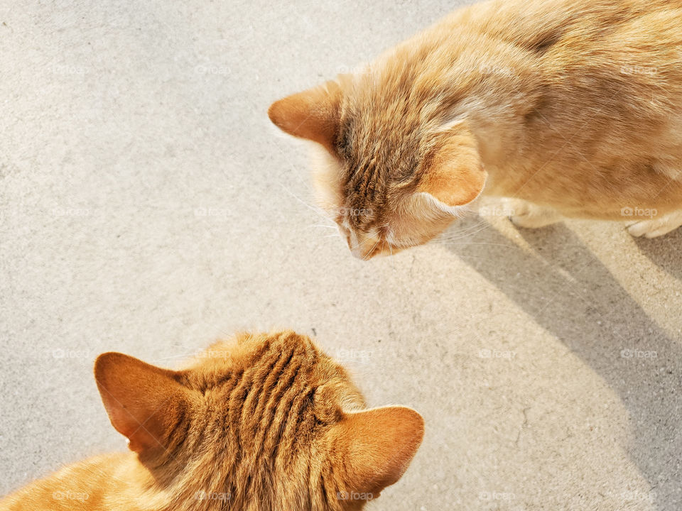 Perspective from directly above two orange tabby cats communicating with each other outdoors with subtle afternoon golden sunlight highlighting their beautiful orange fur.