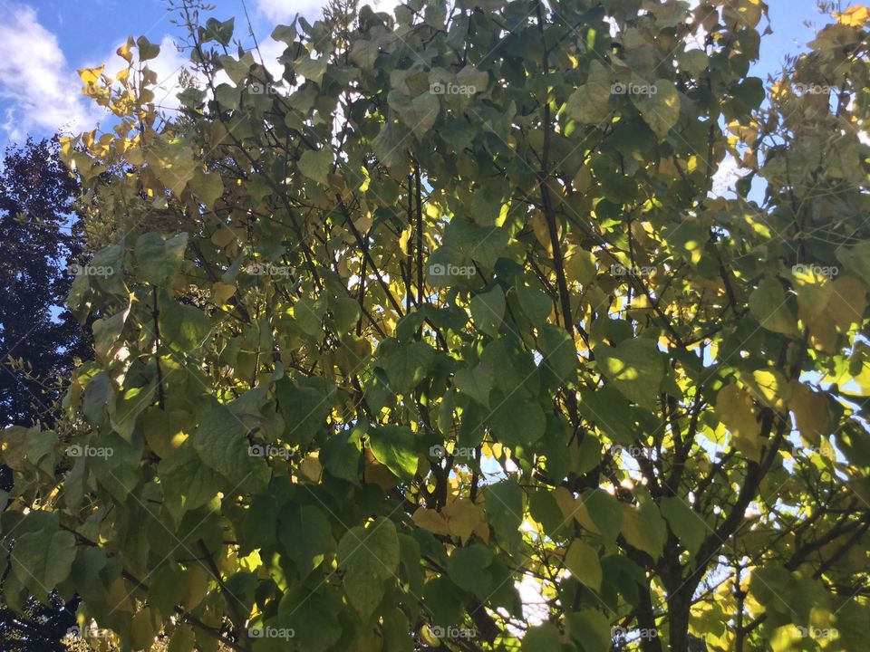 Green Leafs in the Summertime 