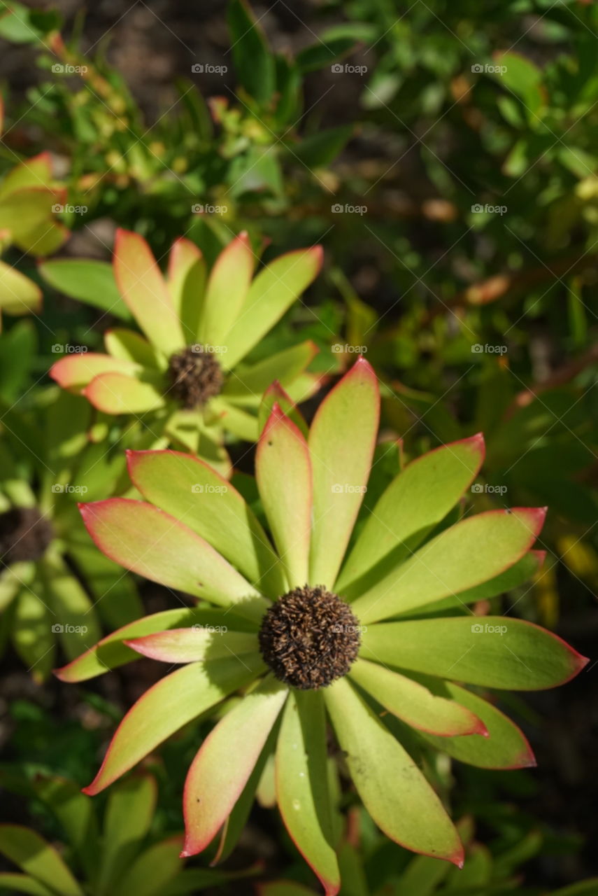 Spring flowers