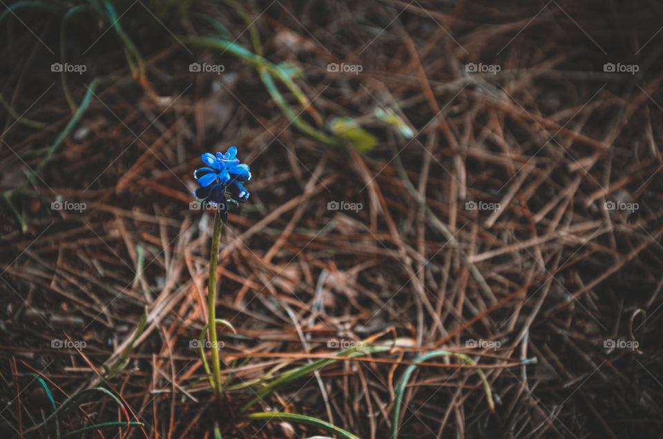 one blue flower