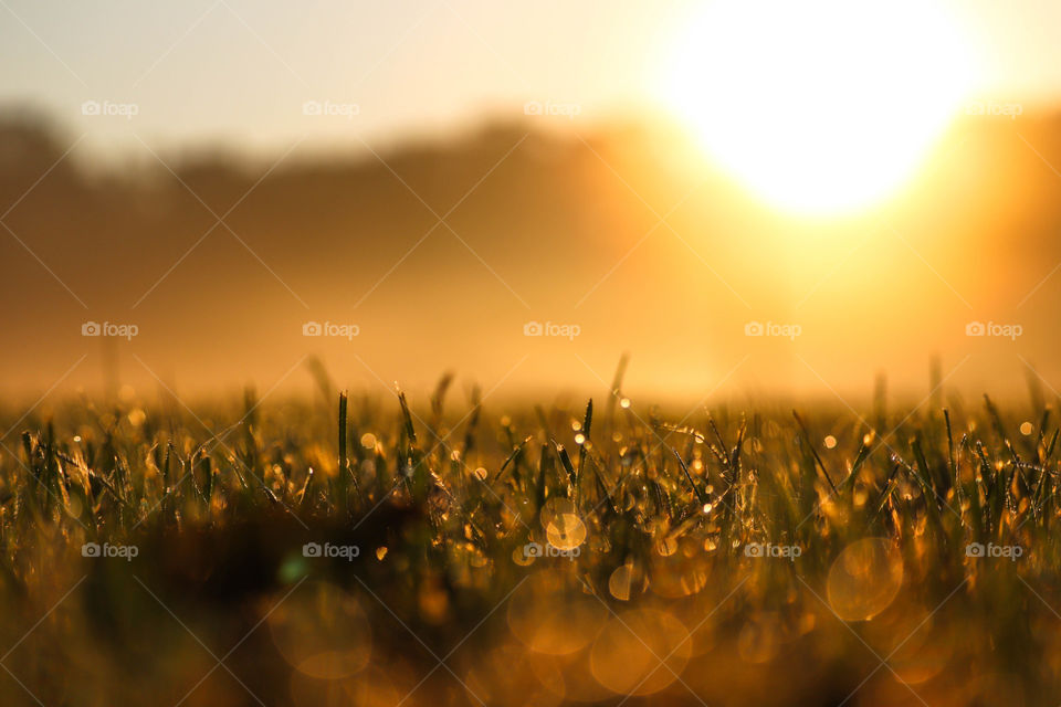 Dew on grass blades in the rays of the rising sun