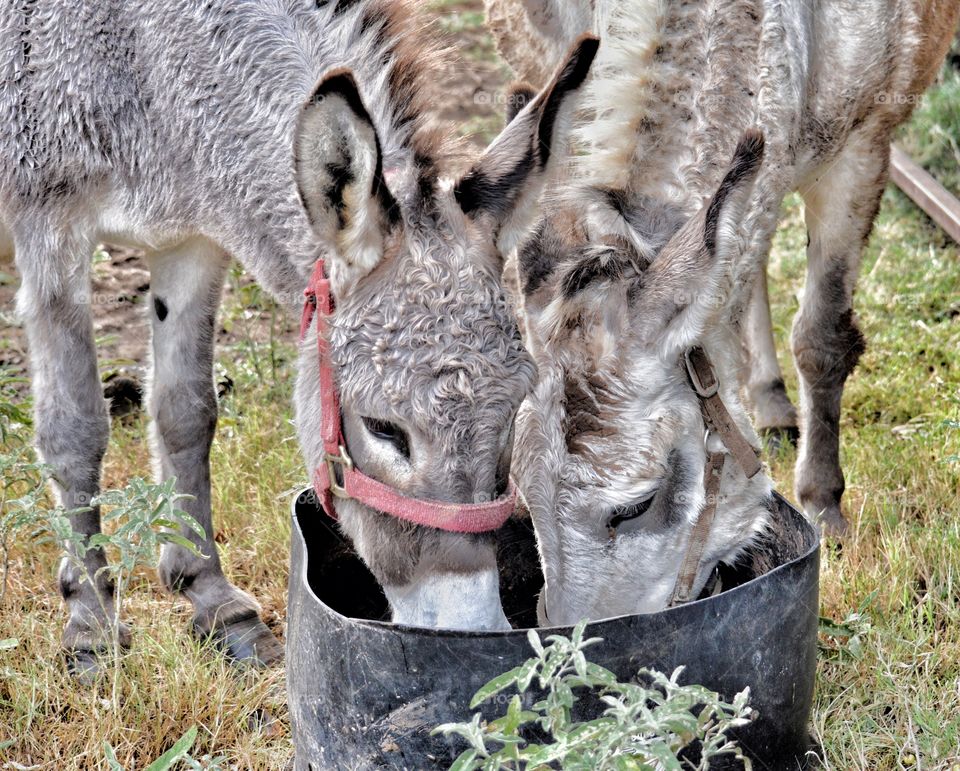 Donkeys eating. 