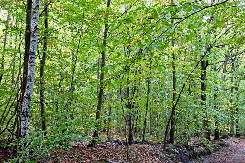 sun rays in the forest