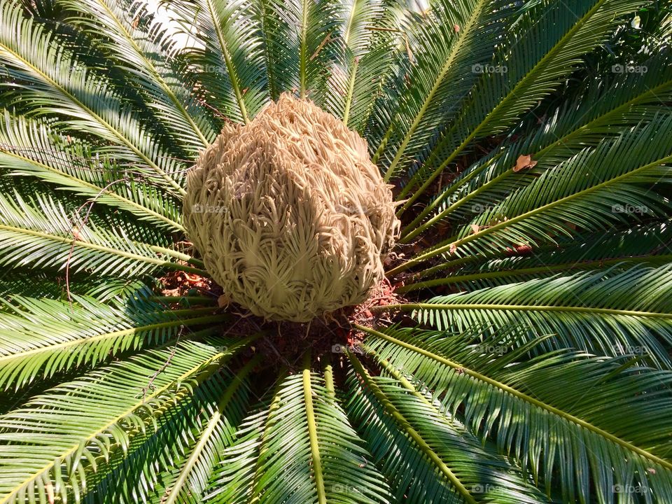 Blooming palm 