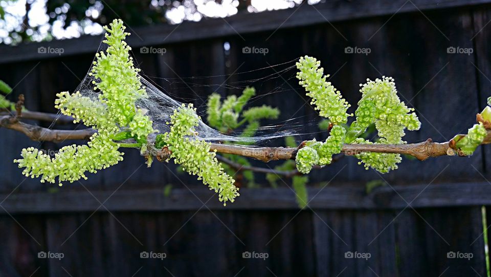 Spring Buds. Tree Buds covered in Spider Web 