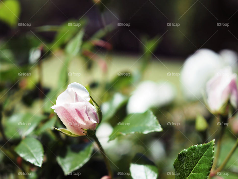 Pale pink rose
