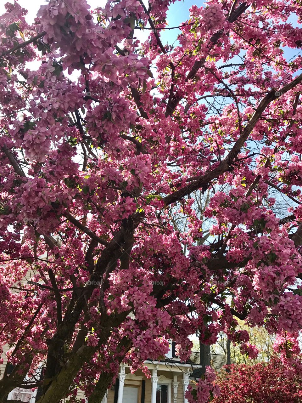 Pretty pink flowering tree