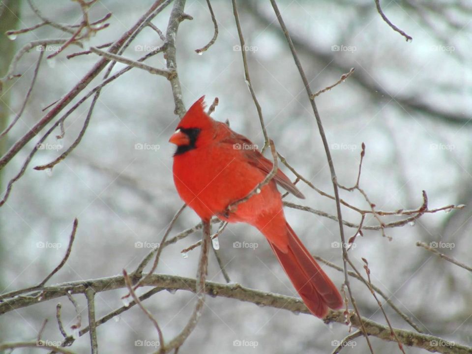 Cardinal