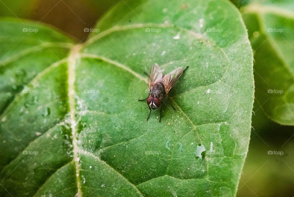 beautiful macro shot 