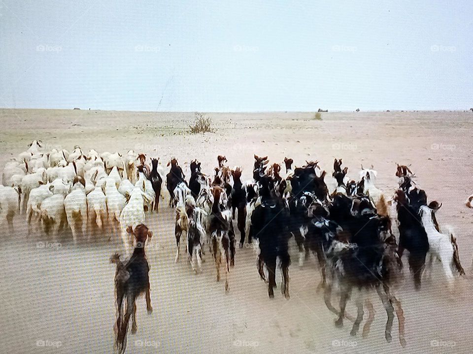 A flock of sheep in the desert