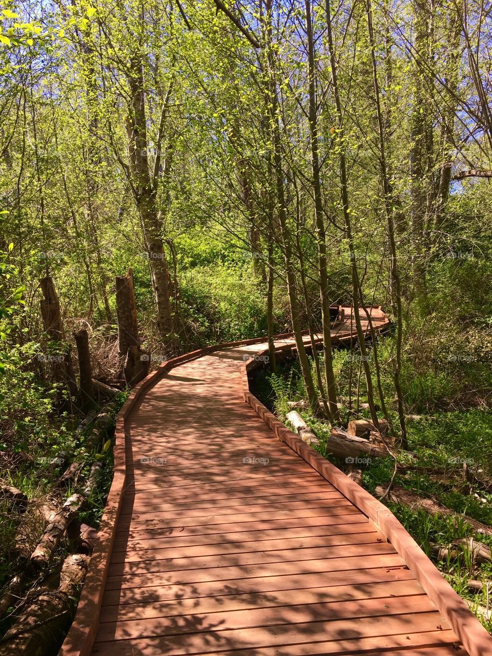 Wooden Nature Trail