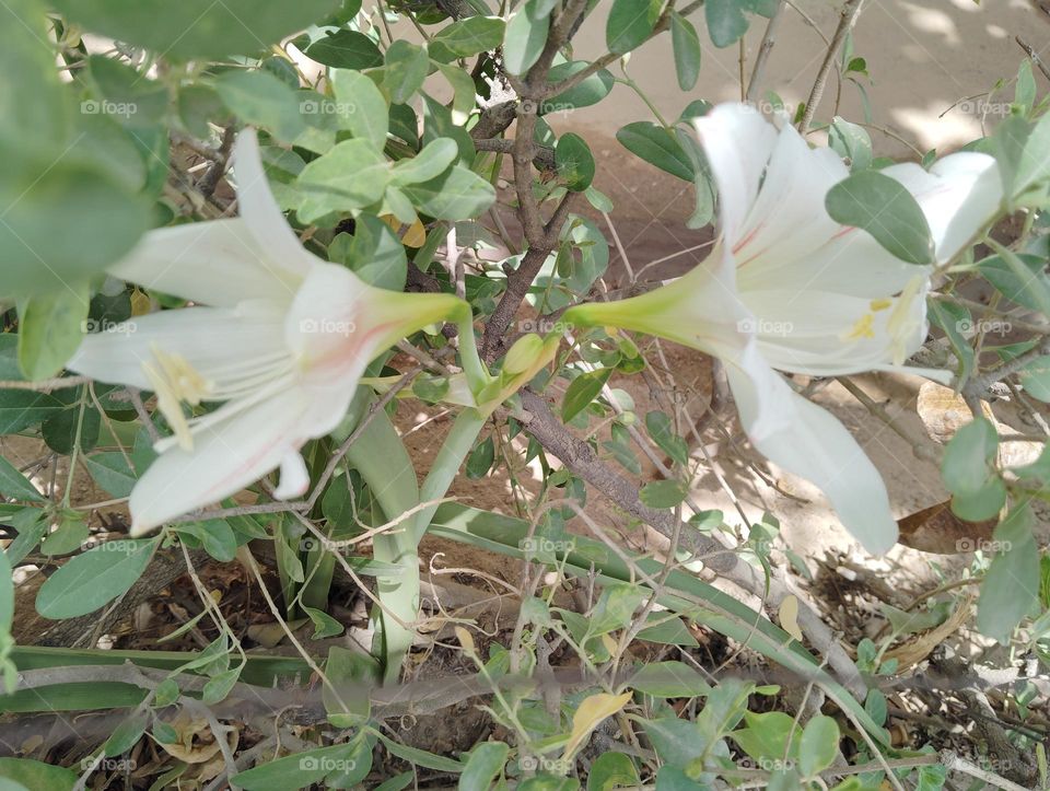 white flower seasonal fresh looks very beautiful generally found everywhere nature background