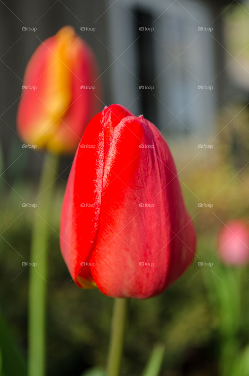 Red. tulips