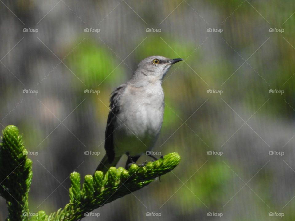 Gray bird perched on Norfolk pine against bokeh bright green and gray background 