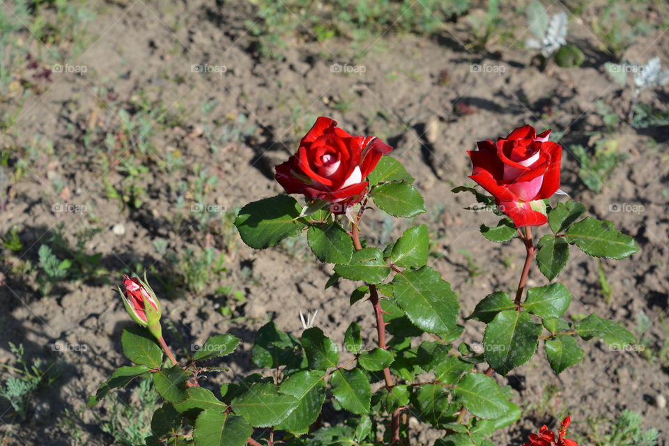 roses flowers decor gardening