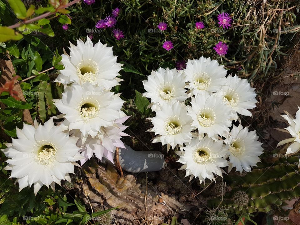 Flower, Nature, Flora, Garden, Leaf