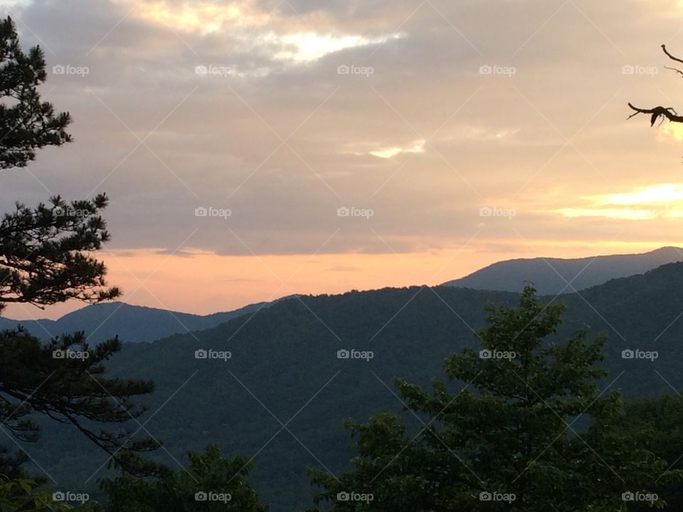 Tree, No Person, Fog, Landscape, Dawn