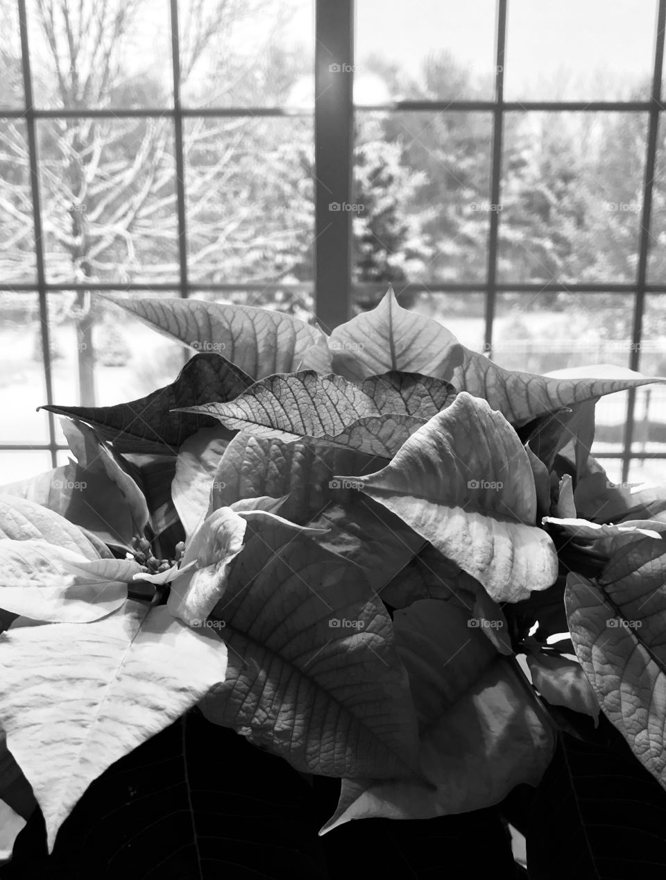 Poinsettia in black and white 