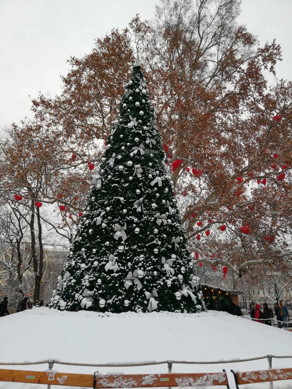 Winter, Snow, Christmas, Tree, Cold