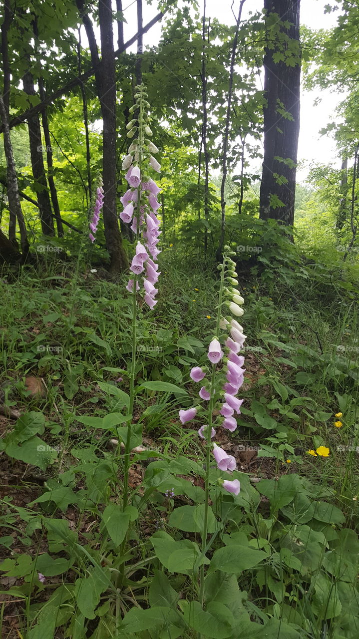 wild foxgloves in the green woods