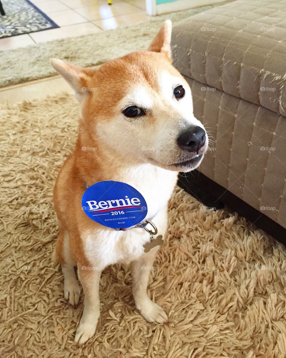 Vote for Bernie