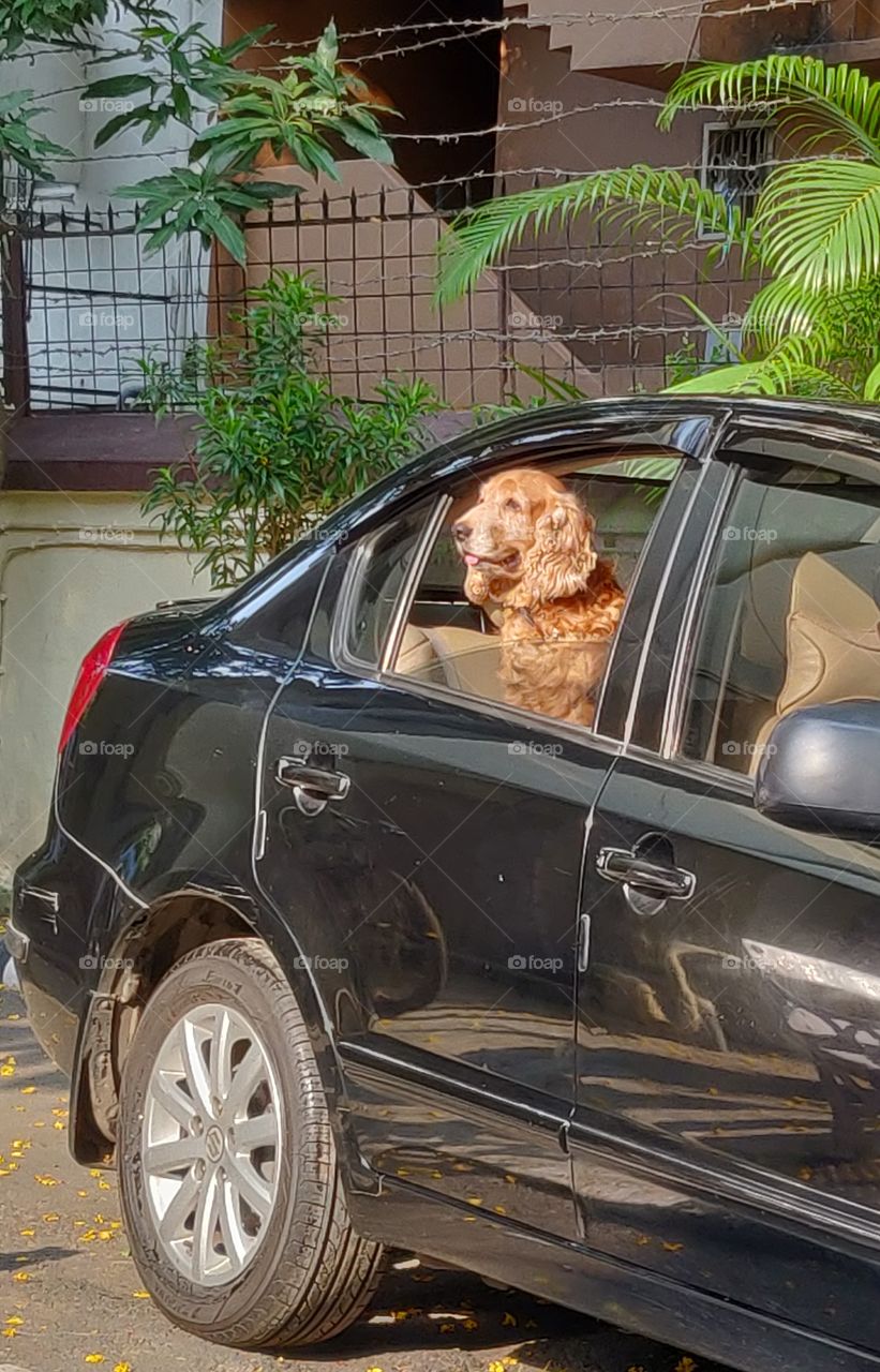cute pet in the car going for a drive in the morning