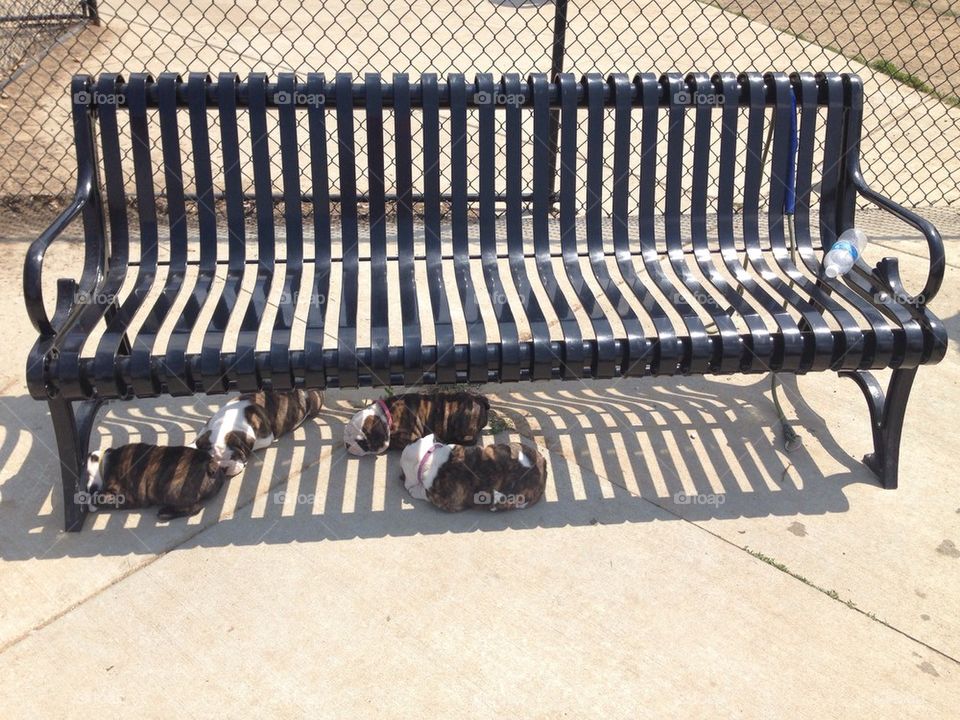Dog park bench