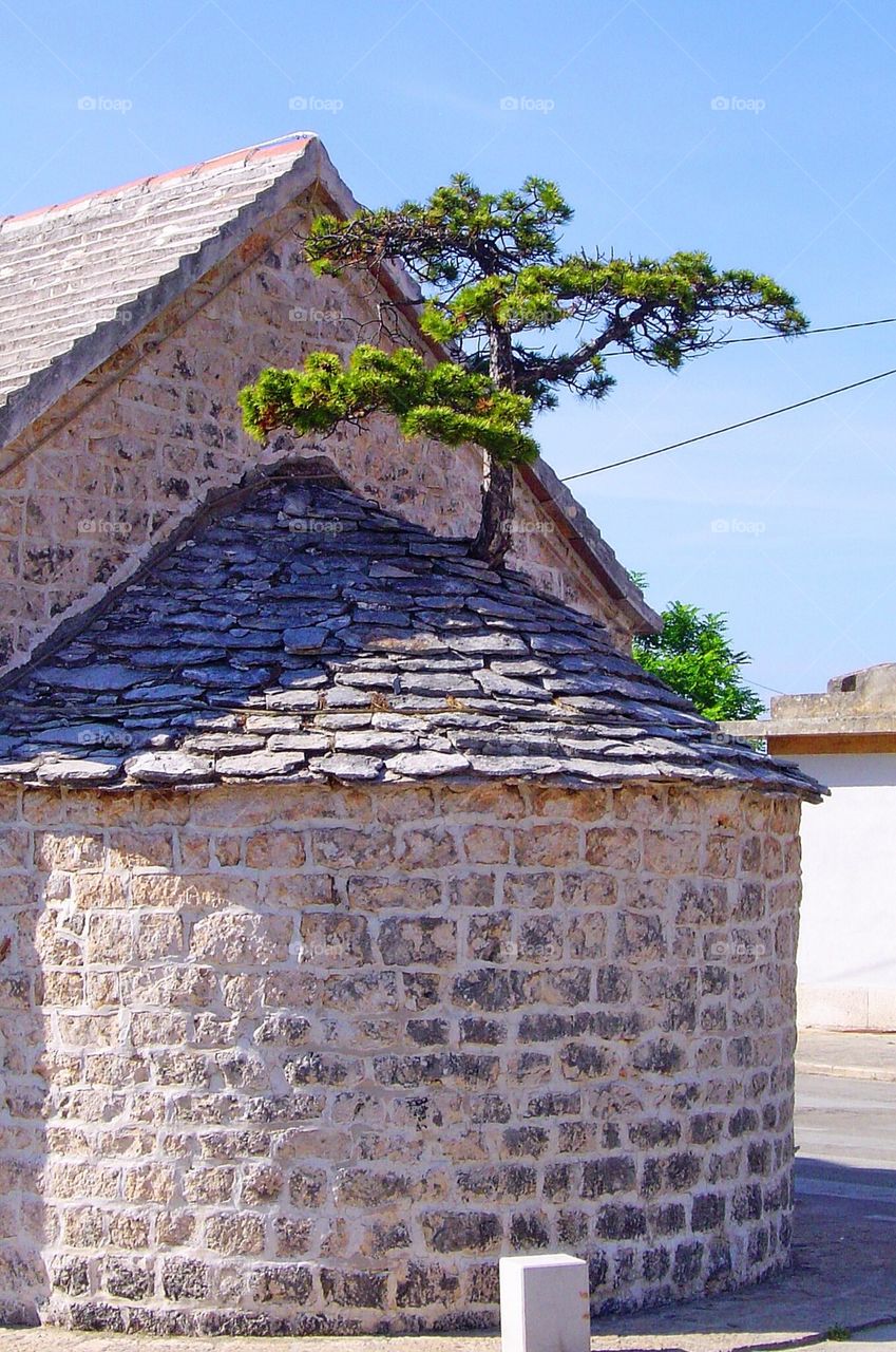 Chapel and the tree