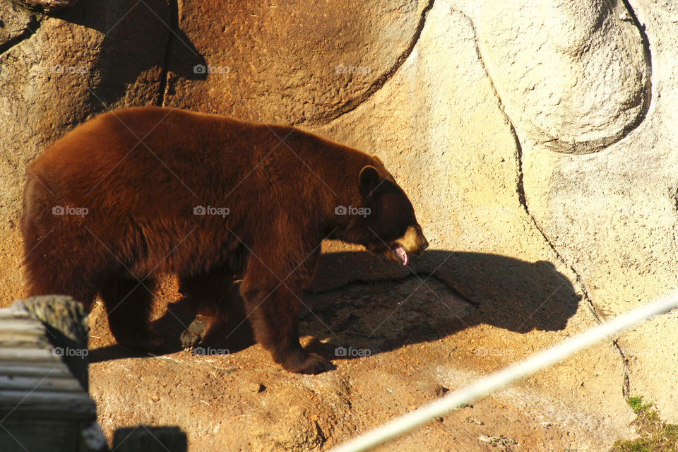 A brown bear takes a stroll behind a fence in midday at a zoo in the southern US.