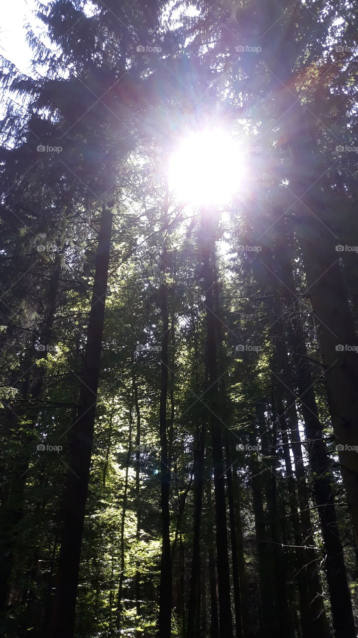 Woods landscape leafs Sun