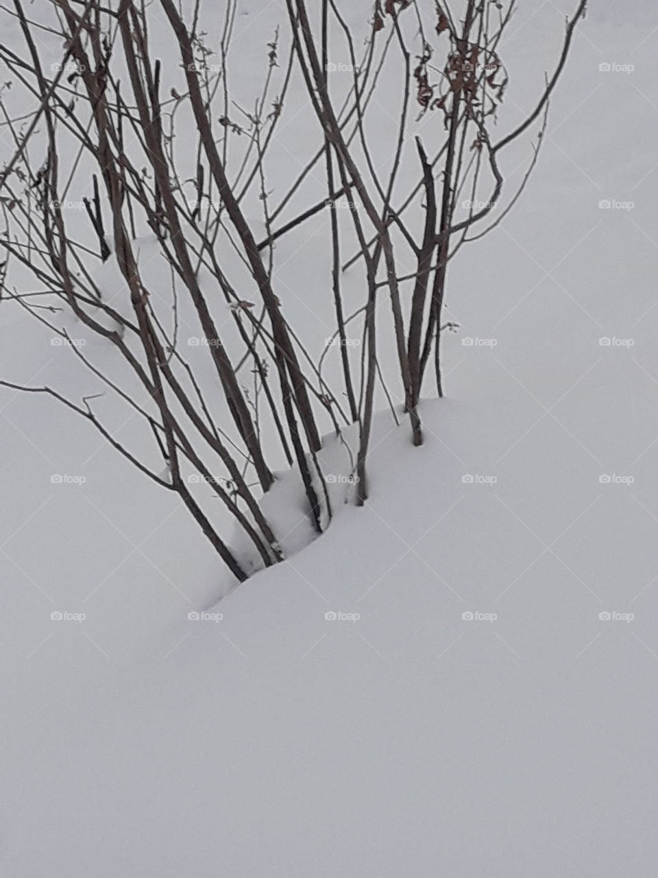 Winter, Tree, Snow, Landscape, No Person