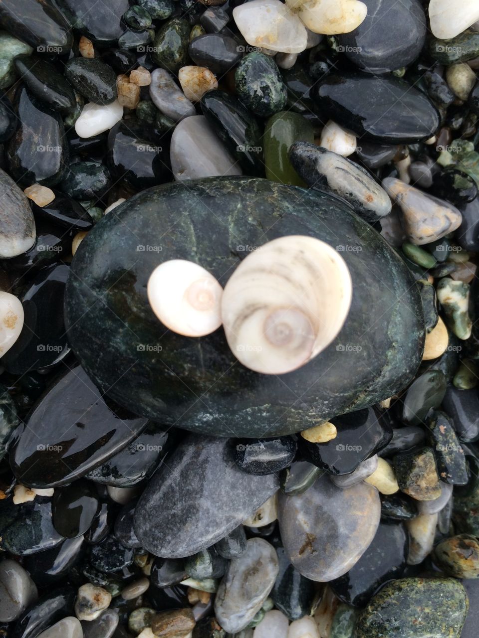 Seashells on pebble