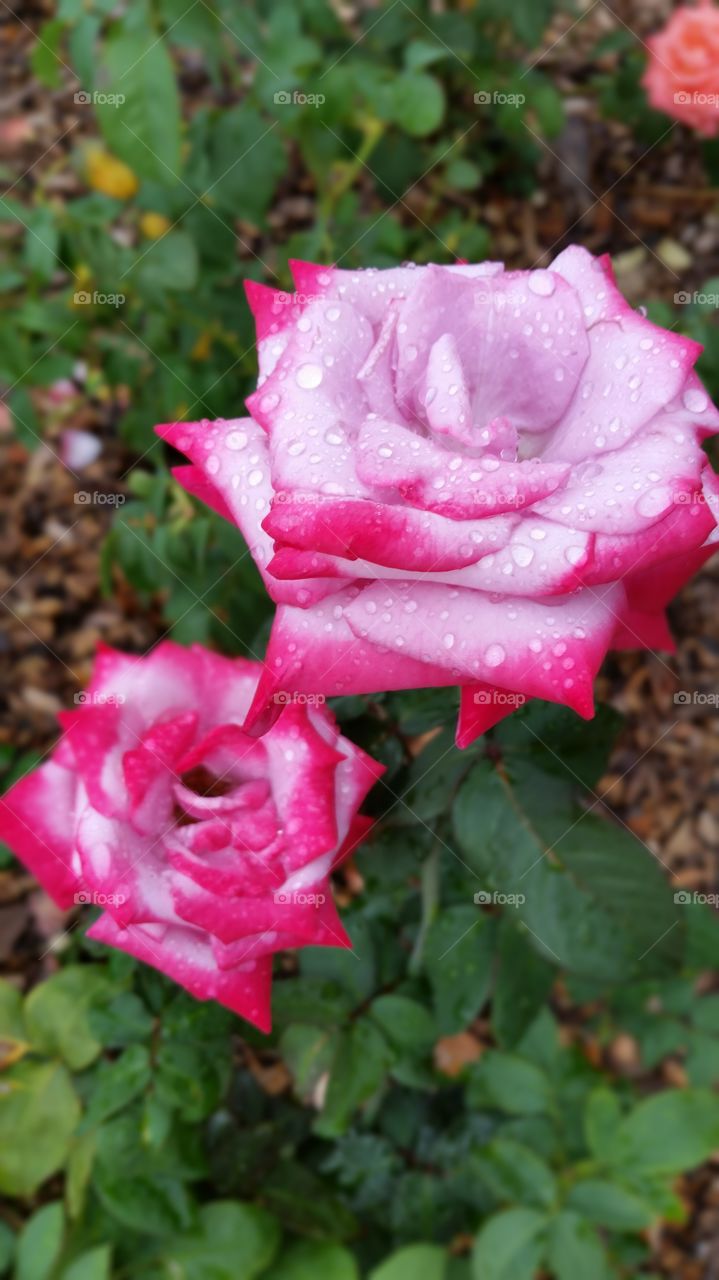 full bloom roses after the rain with dew drops on the petals