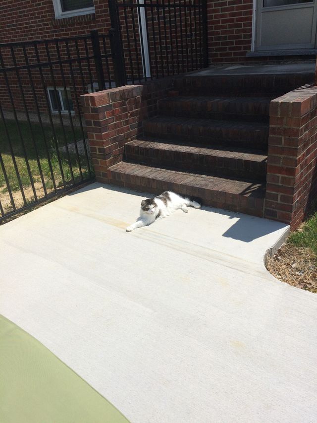 Cat 