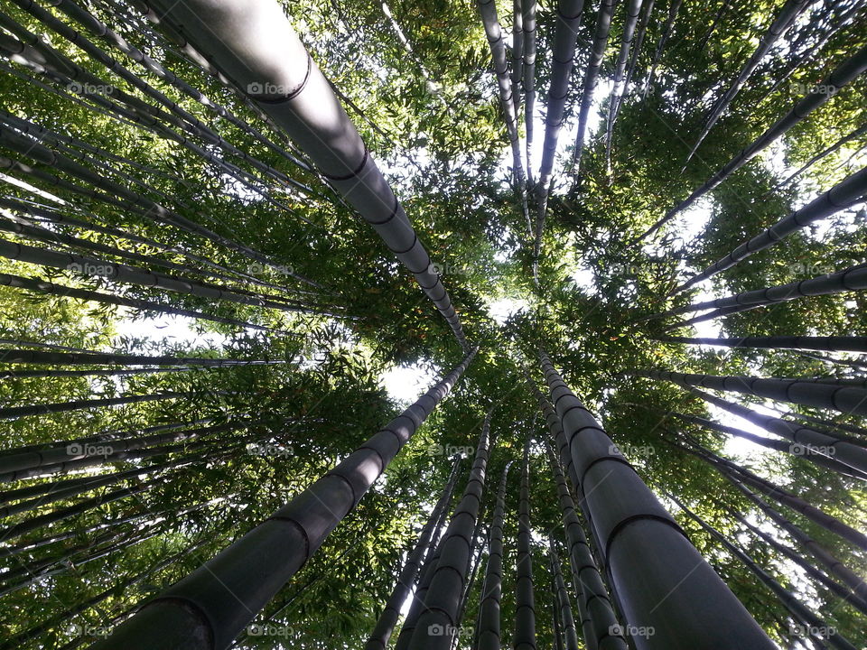 bamboo. giardini di ninfa
