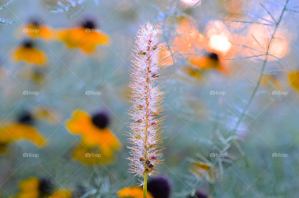 Light through the dew