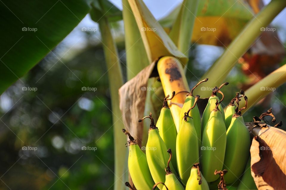 Banana, No Person, Fruit, Grow, Food