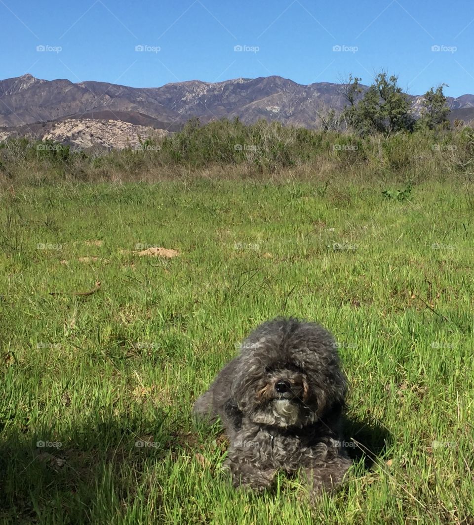 Izzy - Carpinteria 2