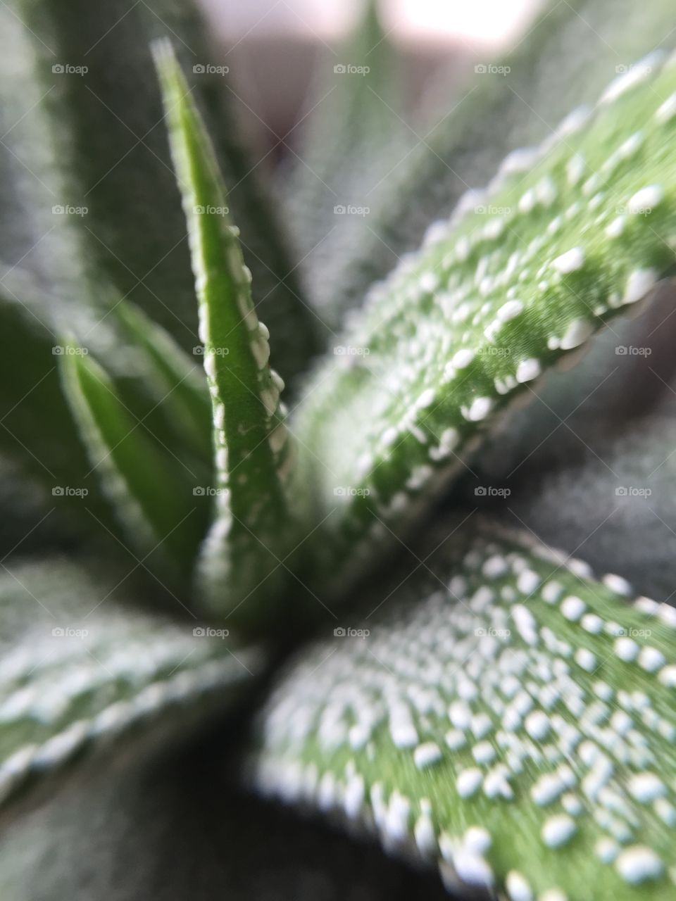 Macro shot of cactus