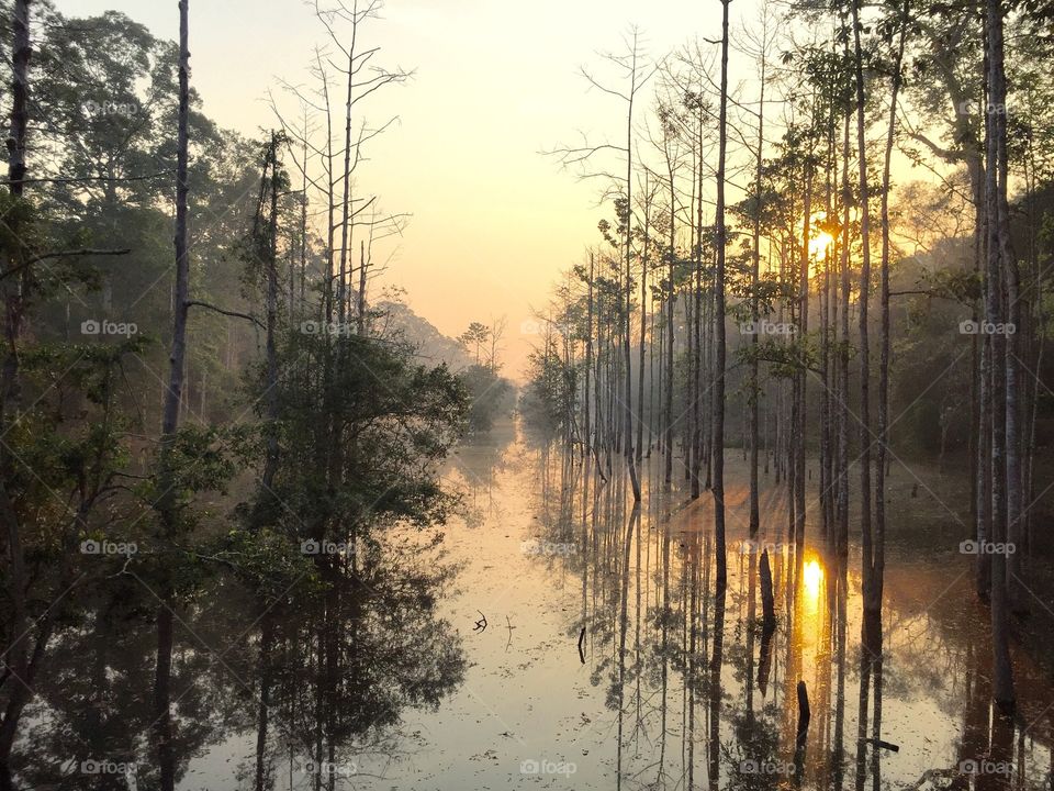 Reflection of trees in the lake